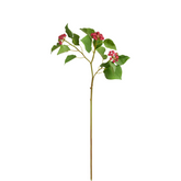 Branche de Houx Japonais